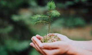 黄玉兰的栽培方法（黄玉兰种植技术）