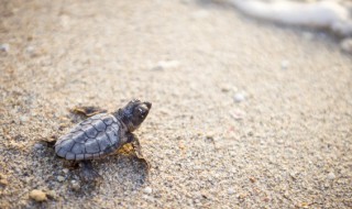 梦见乌龟咬人的寓意及解释 梦见乌龟咬人的兆头好不好