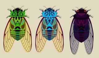 蝉的生命周期是多少（蝉的生命周期是多少天?）