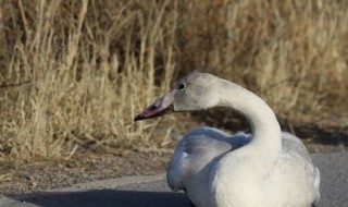 天鹅是几级保护动物 野生天鹅是几级保护动物