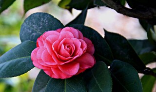 如何养山茶花（山茶花如何养护）