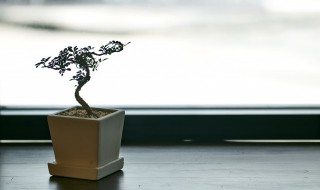 中国十大盆景排名有哪些品种 中国盆景排行