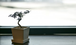 中国十大盆景排名有哪些 中国十大盆景排名有哪些品种