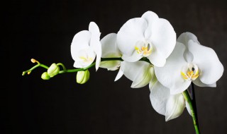 十大难养的花有哪些 公认难养的八种花