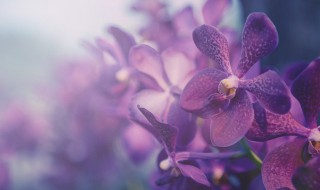 十大难养的花有哪些什么花难养 十大难养的花有哪些什么花难养呢