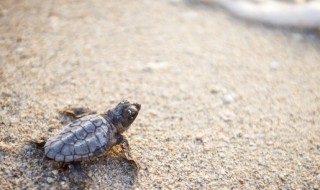 在家庭如何养乌龟 家庭怎么养乌龟