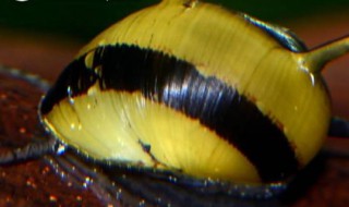 蜜蜂角螺好处坏处（蜜蜂角螺的害处）