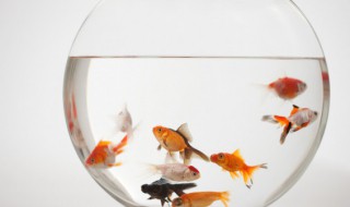 新手如何养好金鱼入门级 新手养金鱼入门基础教程