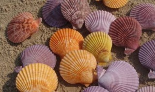 贝壳是生物吗(珊瑚是生物吗)