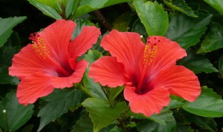 扶桑花怎么养植 扶桑花怎么养植方法