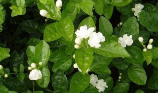茉莉花该如何养殖（茉莉花如何养殖开花更多）