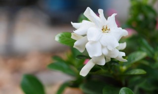 如何养殖栀子花 如何养殖栀子花盆栽