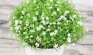 满天星是如何养殖的呢 满天星的养殖方法视频教程