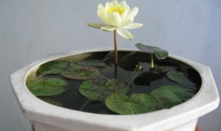 睡莲不放泥只放水怎样养 睡莲直接放水里能活吗