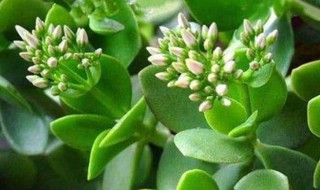 玉树怎么养才能开花 玉树怎样才能开花儿?