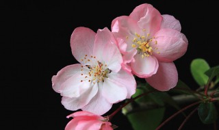 海棠花应该怎样养殖呢 海棠花怎么养殖
