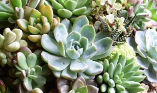 多肉植物兰黛莲如何养殖（多肉兰黛莲怎么养）