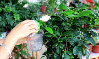 栀子花怎样养(栀子花怎样养才能花开不断)