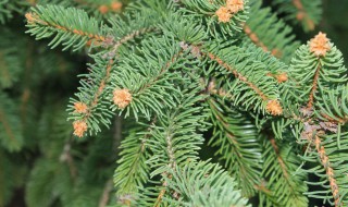 如何养含羞草 含羞草应该怎么养