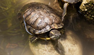 刚买的巴西龟如何养 刚买的巴西龟如何养殖