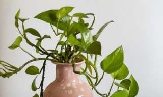 怎么才能让绿萝长得茂盛4个方法 怎么让绿萝长的旺盛