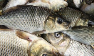 黑龙鱼的养殖方法（黑龙鱼百科）