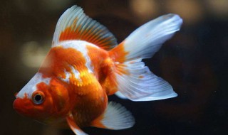 如何养好金鱼苗 如何养好金鱼苗的方法