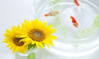 观赏鱼如何养水 观赏鱼怎样养水?