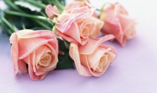 玫瑰花要种几个月才会开花（玫瑰花种植几个月开花）