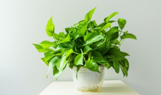 如何养绿萝常识（如何养绿萝常识视频）