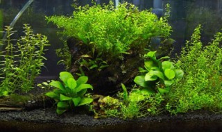 鱼缸过滤棉怎么洗 鱼缸过滤棉怎么洗才干净