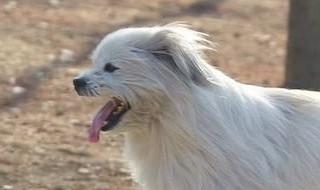 怎样驯养自家的京巴狗(怎样驯养自家的京巴狗视频)