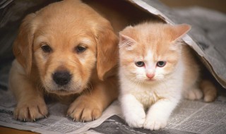 如何喂养拉布拉多犬 怎么喂养拉布拉多才能长个大体型