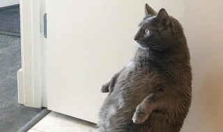 如何养和训练蓝猫 怎么训练蓝猫