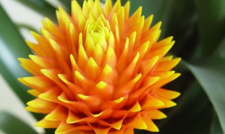 凤梨花如何养（凤梨花如何养?）