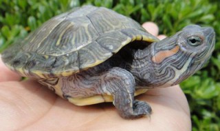 如何饲养巴西龟幼龟 如何饲养巴西龟