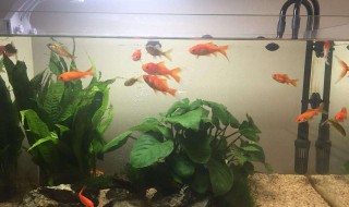 如何养草金鱼 如何养草金鱼苗