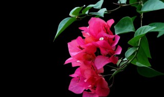 家里种三角梅风水好吗 为何家里不能种三角梅