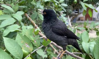 巴哥的寿命多少年 巴哥犬寿命长吗