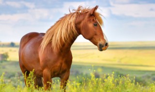 马和驴子和骡子的区别(人配牛)
