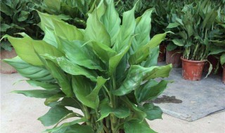 白雪公主万年青的风水寓意好吗（白雪公主万年青开花图片）