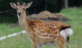 雌鹿有角吗（雌鹿有角吗 鹿乃）