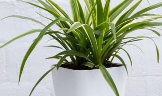 金边吊兰开花了好不好预示着什么（金边吊兰开花了好不好预示着什么问题）