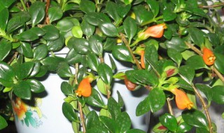 金鱼吊兰的风水寓意好吗（金鱼吊兰象征着什么）