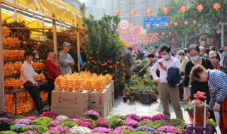 豆瓣绿的花语是什么 豆瓣绿花卉图片