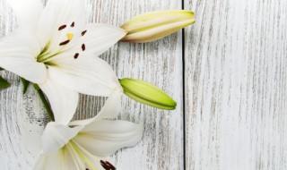 百合花的摆放禁忌 客厅放什么花最吉祥