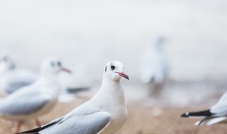 家鸽的饲养和管理方法 家鸽的饲养和管理方法有哪些