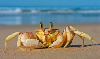 螃蟹为什么会流油 螃蟹为什么会流油呢