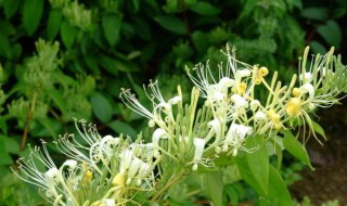 金银花根如何种植方法（金银花根系）