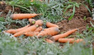 家庭种胡萝卜的方法 家庭种胡萝卜的方法和技巧